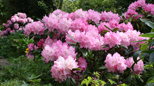 Rhododendrons at Wisley in May