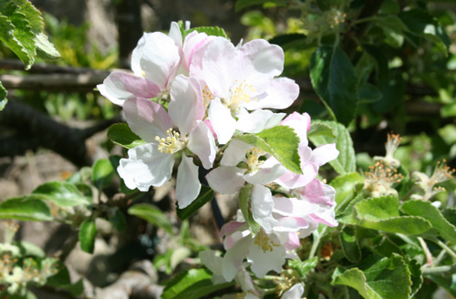 Apple Blossom - May-June 2013