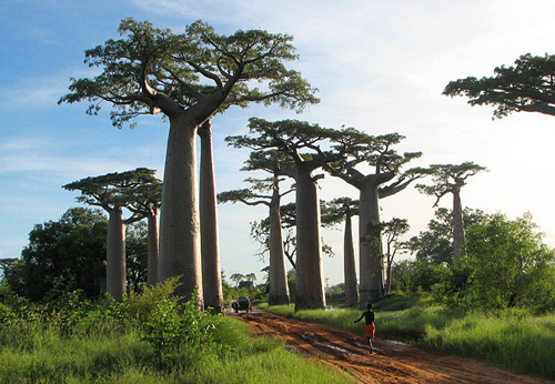 Avenue of Baobab Trees Madagascar
