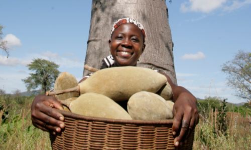 Baobab Fruit Phyto Trade Africa