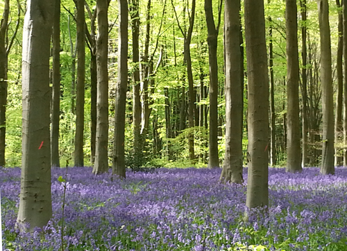 Bluebell Woods Clatford