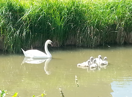 Swans and cygnets - K&A Canal - June