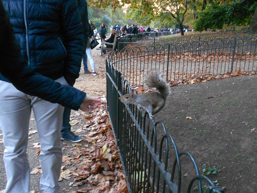 Squirrel in Regent's Park