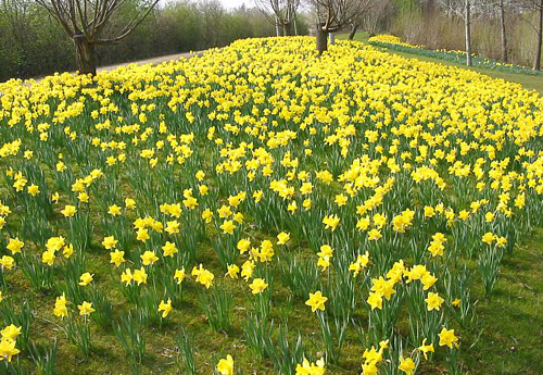 Daffodils