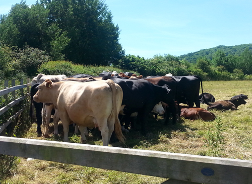 Cows and Calves - Bath Countryside