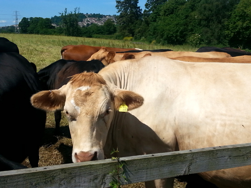 Cows in Bathampton