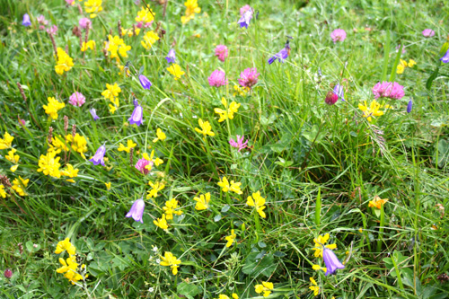 Alpine flowers