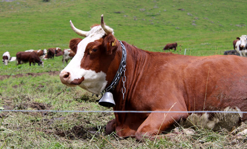 Cow in the Alps