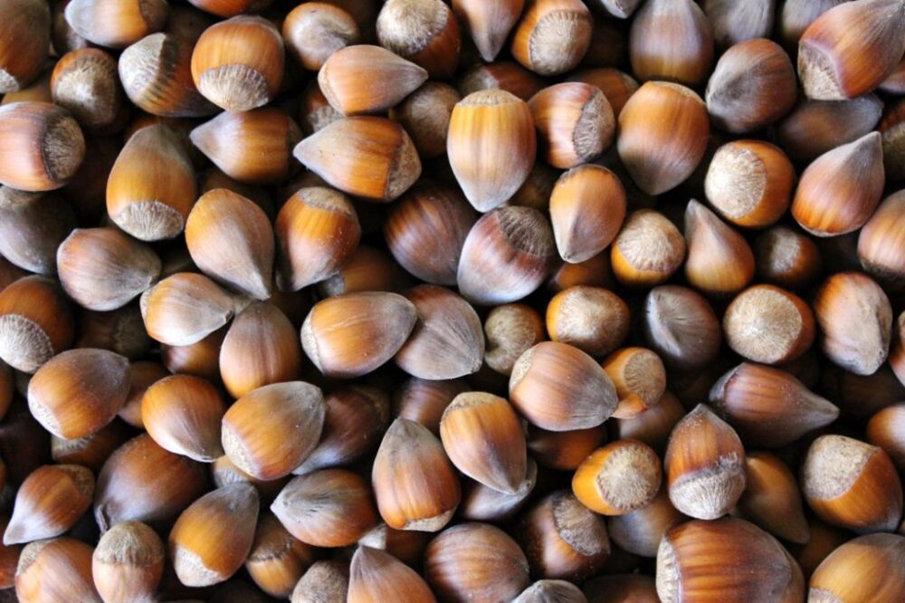 Cob Nuts