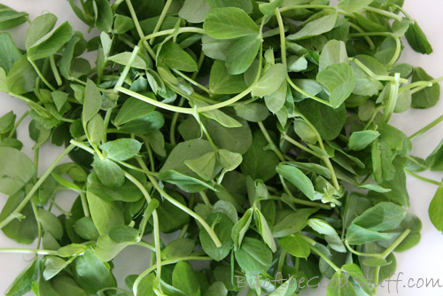 Pea Shoots