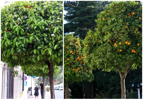 Orange Trees in Spain