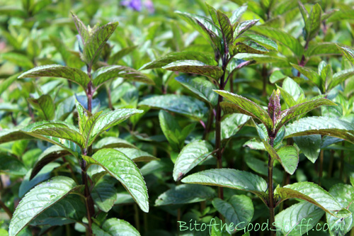 Chocolate Peppermint Plant