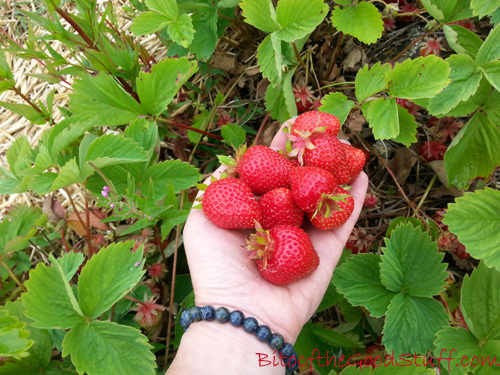 Strawberry Picking