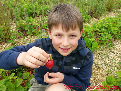 Strawberry Picking