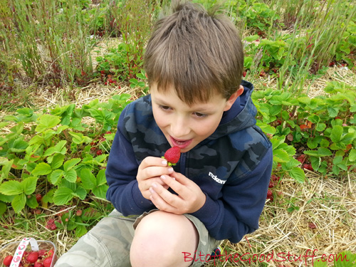 Strawberry Picking