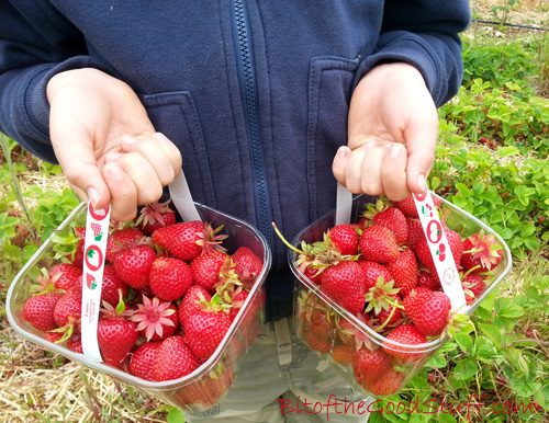 Strawberry Picking