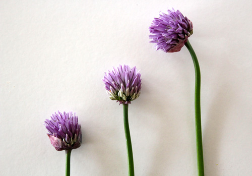 Chive Flowers